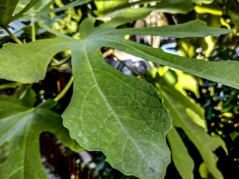 Fig leaf - close up, nature Stock Photos