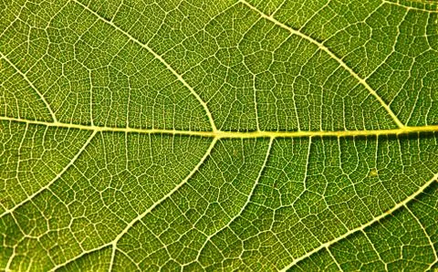 Fig leaf close-up 스톡 사진