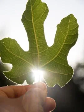 Fig leaf held by a human hand against the light of the sun Fotos Stock