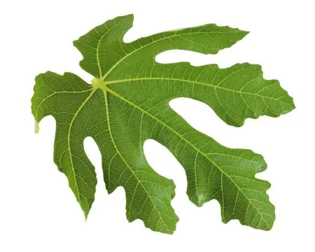 Fig leaf isolated on a white background. Stock Photos