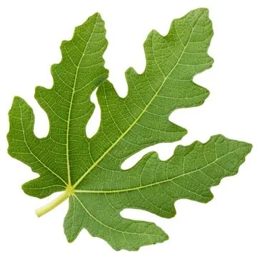 Fig leaf isolated on white background Stockfoto's