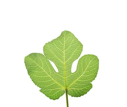 Fig leaf isolated on white Fig leaf, the first garment worn by Adam and Ev... Stock Photos