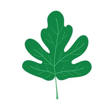 Fig leaf or abstract dissected leaf. Vector flat illustration isolated on whi Stock Illustration