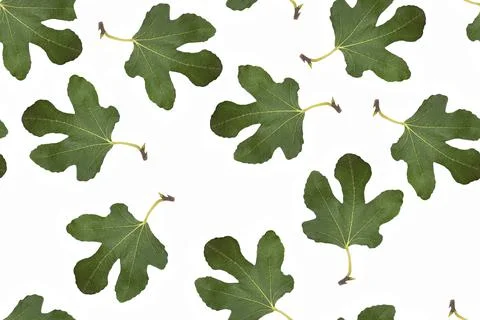 Fig leaf pattern on white isolated background Stock Photos