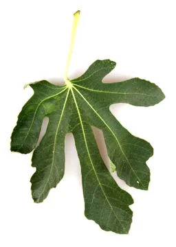 Fig leaf Stock Photos