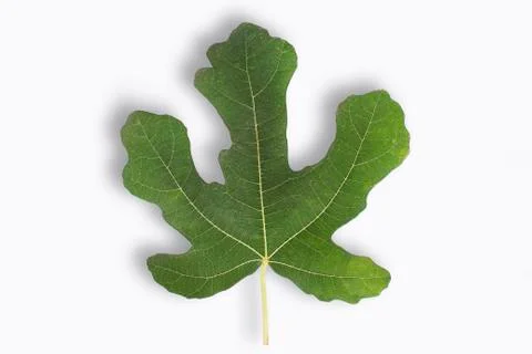 Fig leaf Foto stock