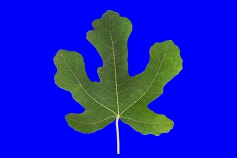 Fig leaf Foto stock