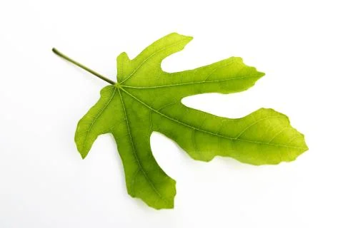 Fig leaf Stock Photos