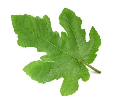 Fig leaf Stock Photos