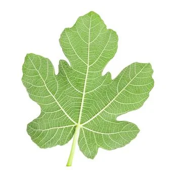 Fig leaf Stock-Fotos