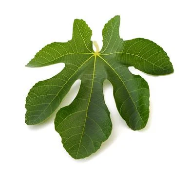 Fig leaf Stock Photos