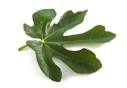 Fig leaf Stock Photos
