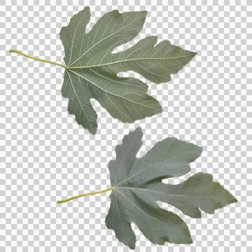 Fig leaf Stock Photos