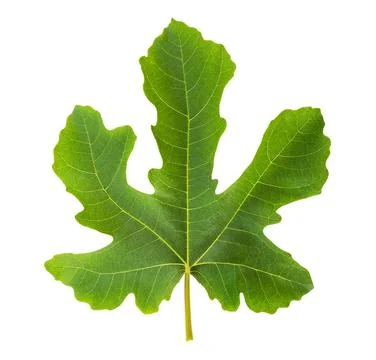 Fig leaf Stock Photos
