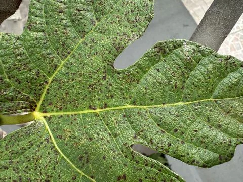 Fig Leaf with Spots Stock Photos