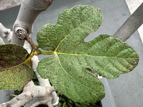 Fig Leaf with Spots Stock Photos
