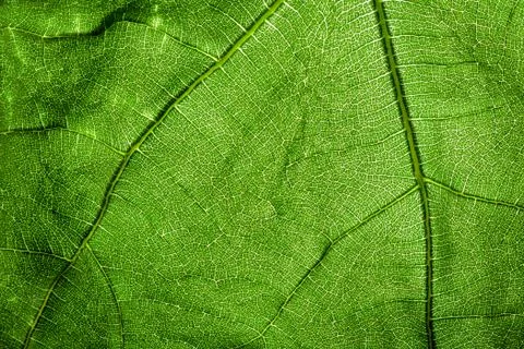 Fig Leaf Texture Stock Photos