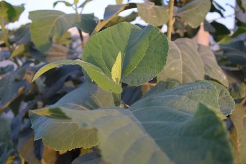 Fig Leaf in Tranquil Green Stock Photos