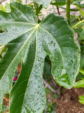 Fig Leaf with Water Droplets Fotos de archivo
