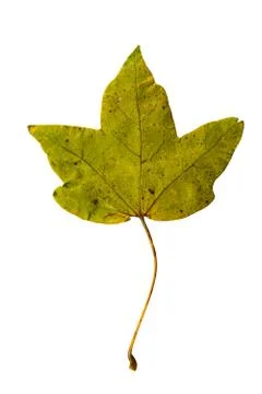 Fig Leave isolated on White Stock Photos