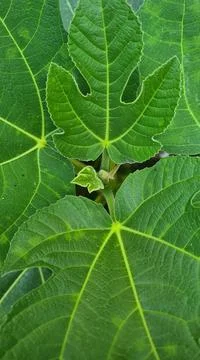 Fig leaves Stock Photos