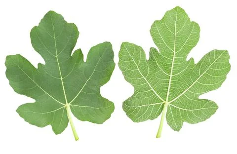Fig leaves 写真素材