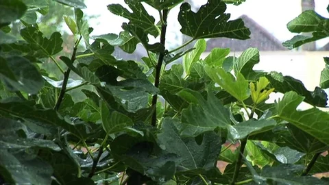 Fig leaves in rain. Stock Footage 79937269