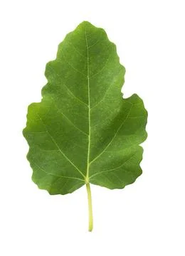 Fig leaves on a white background Stock Photos