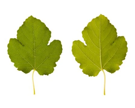 Fig. one leaf - two sides Stock Photos