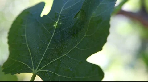 Fig pan from leaf to fruit with dew drop Stock Footage 879617