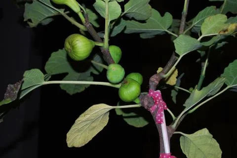 Fig Stock Photos
