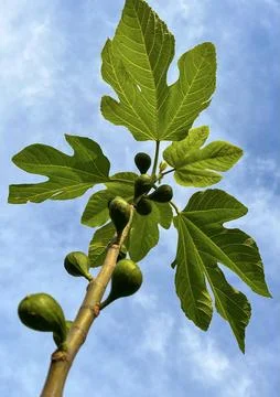 Fig Stock Photos