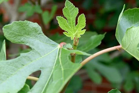 Fig Foto stock