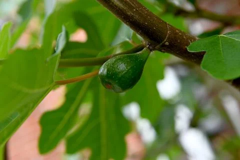 Fig Foto stock