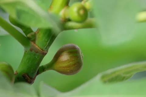 Fig Stock Photos