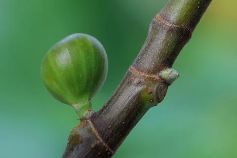 Fig Stock Photos