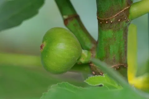 Fig Stock Photos