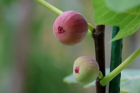 Fig 库存照片