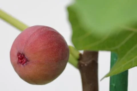 Fig Stock Photos