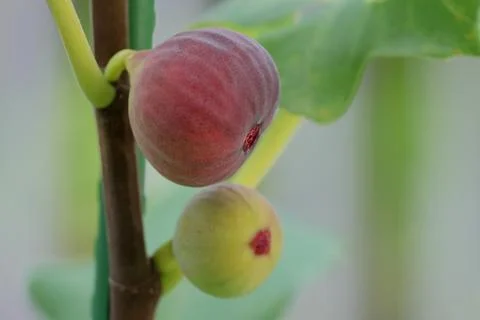 Fig Stock Photos