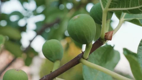 Fig plant, close up of young fruit during summer. Figs fruit Video stock 137006498