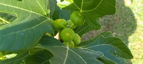 Fig plant. Stock Footage 290032231
