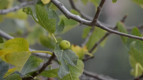 Fig plant with fruit Stock Footage 143582889