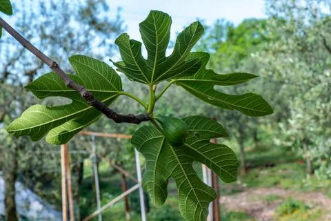 Fig plant Stock Photos