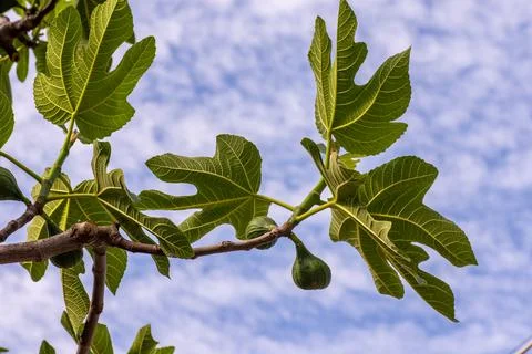 Fig plant Stock Photos