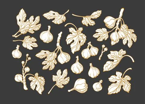 Fig plant set. Vector art line graphic sketch Stock Illustration