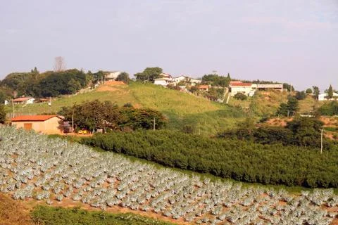 Fig plantation Stock Photos