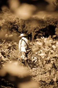 Fig Plantation Worker Stock Photos