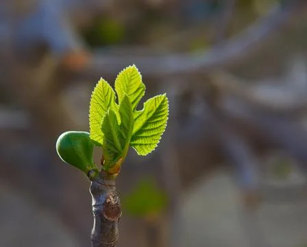 A fig shoot Stock Photos