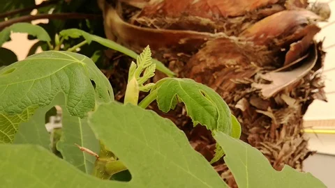 Fig shoots Stock Footage 108312182